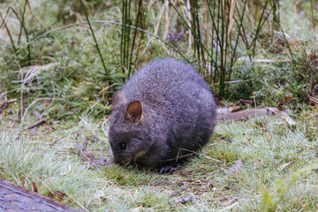 A Pademelon in Tasmania Australia