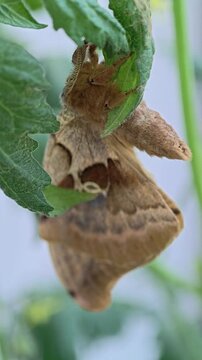 A stunning Polyphemus moth (Antheraea polyphemus) resting on a green leaf in natural daylight.