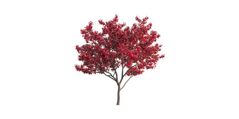 Obraz premium Vibrant Red Maple Tree. Symbol Of Autumn And Natural Beauty Isolated On Transparent Background