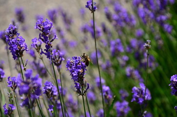 lavender flowers in the garden close up