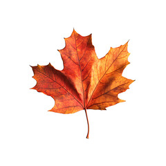 Maple leaf in autumn colors (red, orange, yellow), floating, transparent background.