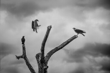 Three crows on a dead tree against a dramatic cloudy sky. One crow captured mid-flight landing on a...