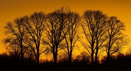 Silhouette of Trees at Sunset