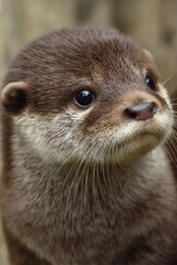 Curious young otter exploring its surroundings in a natural setting