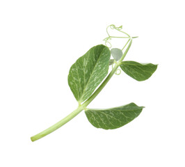 One green pea sprout isolated on white