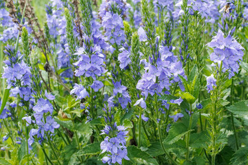 Fototapeta premium Speedwell Wildflowers Blooming in Summer Meadow