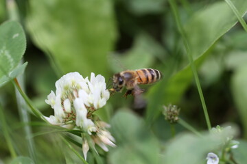 bee on white flower with pollen Apis mellifera A honeybee (Apis mellifera) is collecting pollen from a white clover flower (Trifolium repens). The bee's body, featuring characteristic stripes, is seen