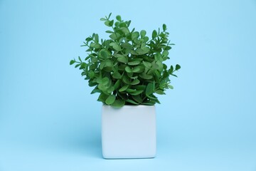 Green plant in white pot on light blue background