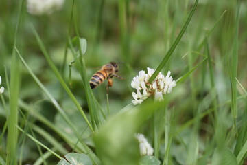 bee on white flower with pollen Apis mellifera A honeybee (Apis mellifera) is collecting pollen from a white clover flower (Trifolium repens). The bee's body, featuring characteristic stripes, is seen