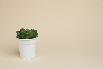 Green plant in white pot on beige background, space for text