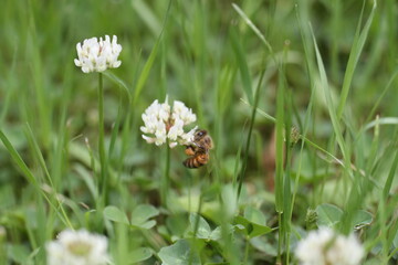 bee on white flower with pollen Apis mellifera A honeybee (Apis mellifera) is collecting pollen from a white clover flower (Trifolium repens). The bee's body, featuring characteristic stripes, is seen