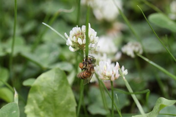 bee on white flower with pollen Apis mellifera A honeybee (Apis mellifera) is collecting pollen from a white clover flower (Trifolium repens). The bee's body, featuring characteristic stripes, is seen