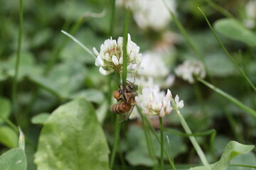 bee on white flower with pollen Apis mellifera A honeybee (Apis mellifera) is collecting pollen from a white clover flower (Trifolium repens). The bee's body, featuring characteristic stripes, is seen