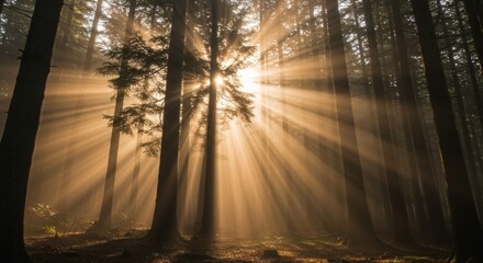 Sunbeams Illuminate Misty Forest at Dawn