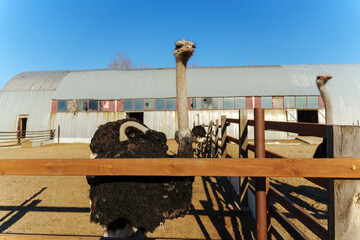 Ostrich walks on sandy ground near barn entrance during bright daytime at a farm