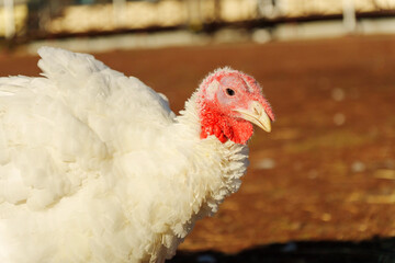 Close-up view of a turkey in a farm setting during daylight, showcasing its unique features and natural habitat