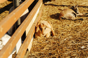 Two goats are lounging comfortably on the ground at a farm, basking in the sunlight.