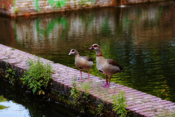 Egyptian geese standing on a stone pier in the park.