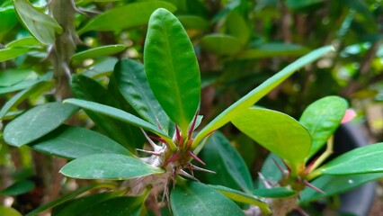 plant that have thorns
