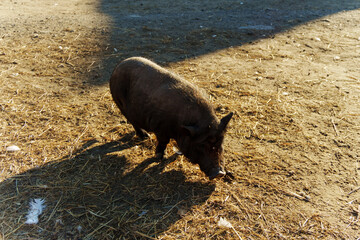 Adventurous pig explores the sunny farmyard while foraging for tasty treats in the golden hay