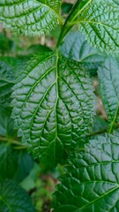 green leaf background