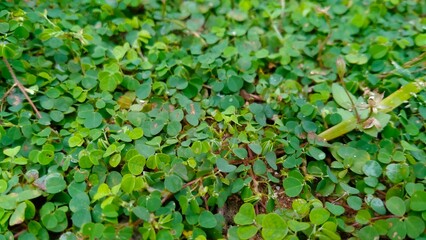 green graas in the garden