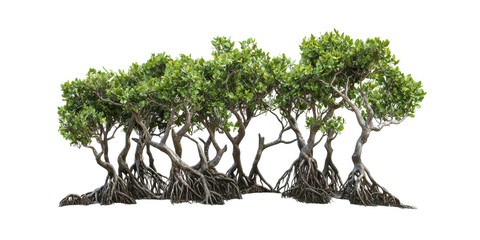 Mangrove Trees With Exposed Roots. Coastal Ecosystem And Biodiversity Isolated On Transparent Background