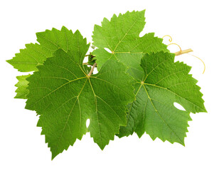 Naklejka na ściany i meble A cluster of vibrant green grapevine leaves with detailed veins and serrated edges.