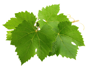A cluster of vibrant green grapevine leaves with detailed veins and serrated edges.