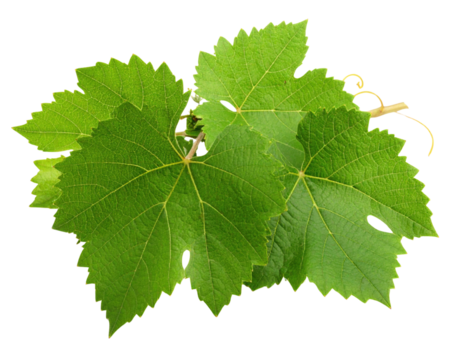A cluster of vibrant green grapevine leaves with detailed veins and serrated edges.