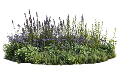 Isolated cluster of vibrant purple lavender and various green plants forming a natural garden arrangement, ideal for landscaping design and botanical illustrations
