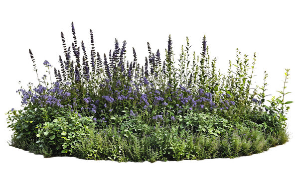 Isolated cluster of vibrant purple lavender and various green plants forming a natural garden arrangement, ideal for landscaping design and botanical illustrations