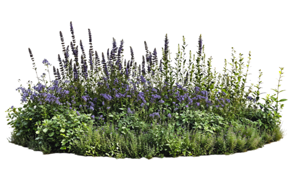 Isolated cluster of vibrant purple lavender and various green plants forming a natural garden arrangement, ideal for landscaping design and botanical illustrations