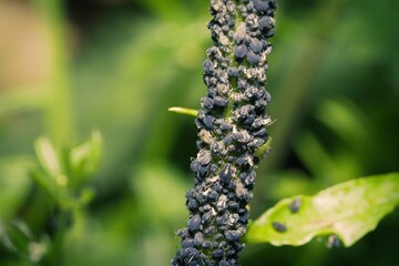 Aphids on an hemlock plant strand.