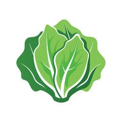 Butterhead lettuce leaf vector illustration