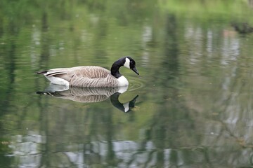 Canada goose on a lake with beautiful reflection