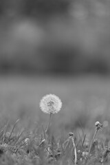 Dandelion - Black and white nature photo