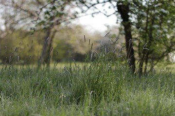 Tall grass in the foreground with soft bokeh