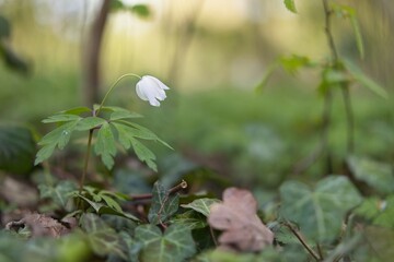 Wood anemone in the forest