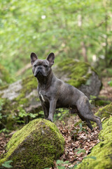 French bulldog posing on rocks in the forest