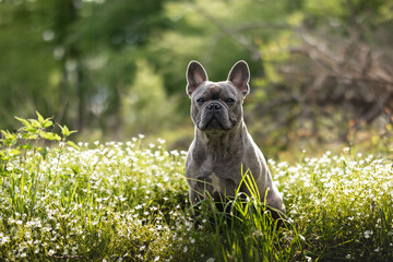 Dog Portrait - French Bulldog looking into the camera