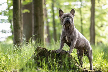 French bulldog standing on a tree stump in the forest