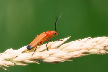 Red soldier beetle side view on a dry grass strand.