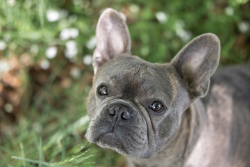 Portrait of a French Bulldog looking up into the camera