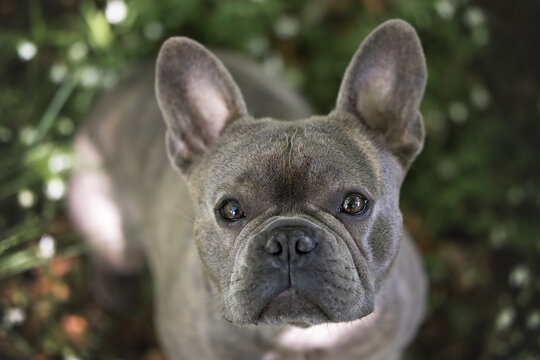 Portrait of a French Bulldog looking up into the camera