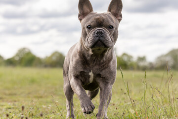 French bulldog running towards the camera