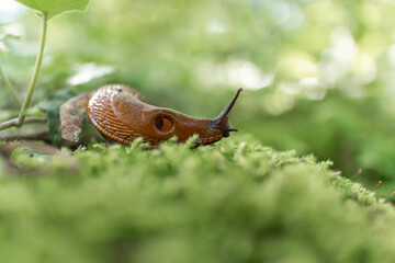 A slug crawls over the moss