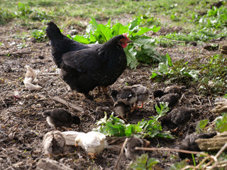 Adult chickens and chicks in agricultural conditions.