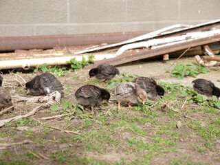 Adult chickens and chicks in agricultural conditions.