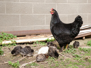 Adult chickens and chicks in agricultural conditions.